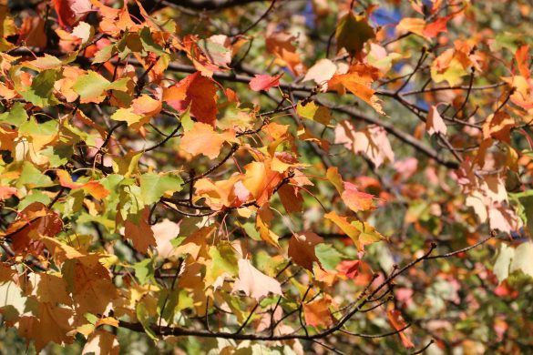 Bicentennial Park Fall Foliage (Sam Tongue/Federated Media)