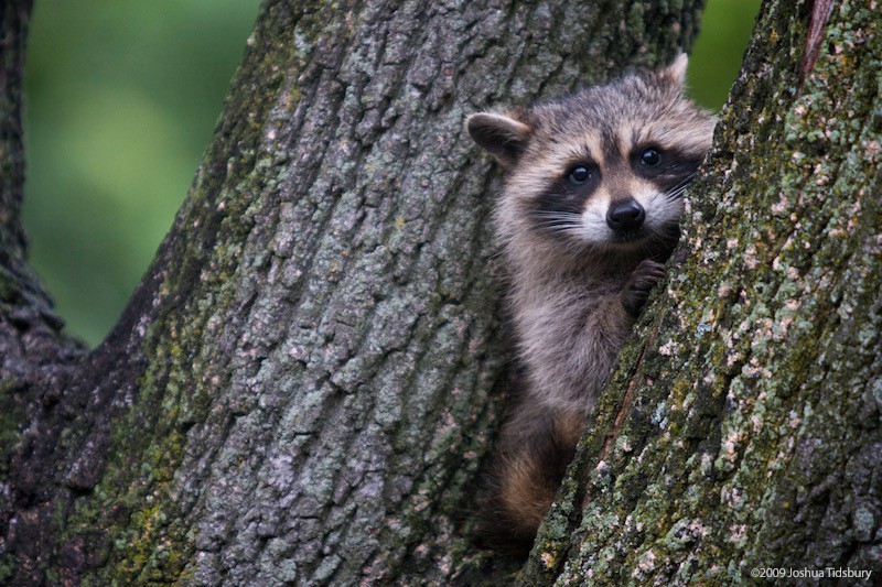 Police find dead woman in Michigan with live raccoon, many other animals |   MNC