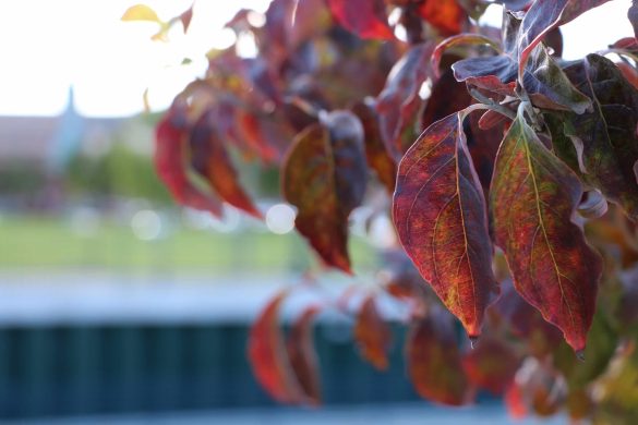 Elkhart Riverwalk Fall Foliage (Sam Tongue/Federated Media)