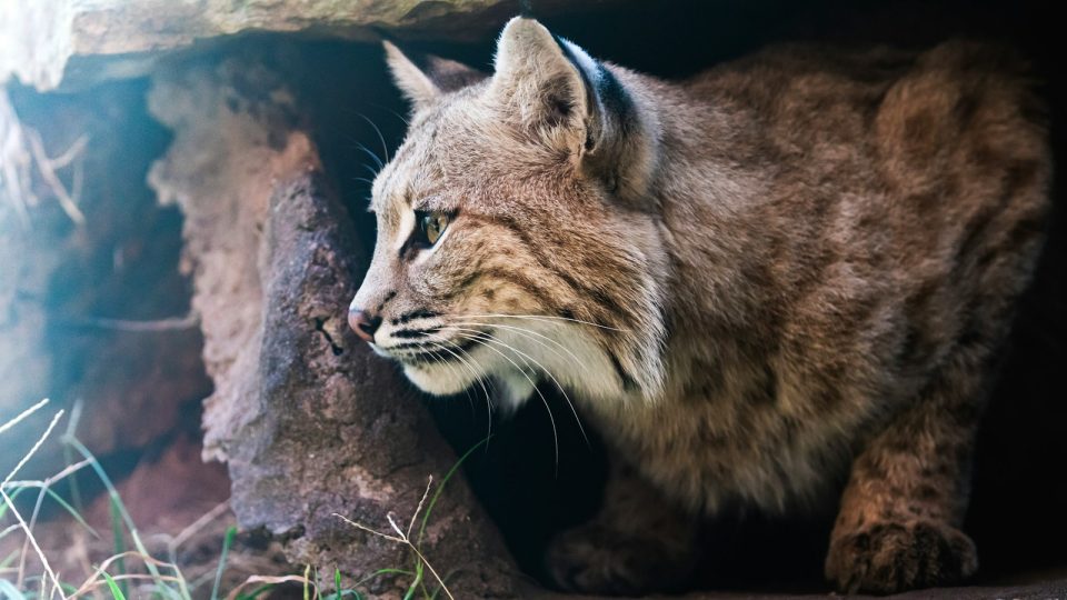 a close up of a cat near a tree