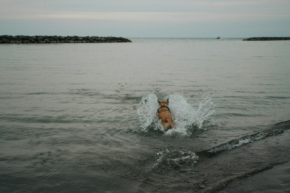 a dog running in the water