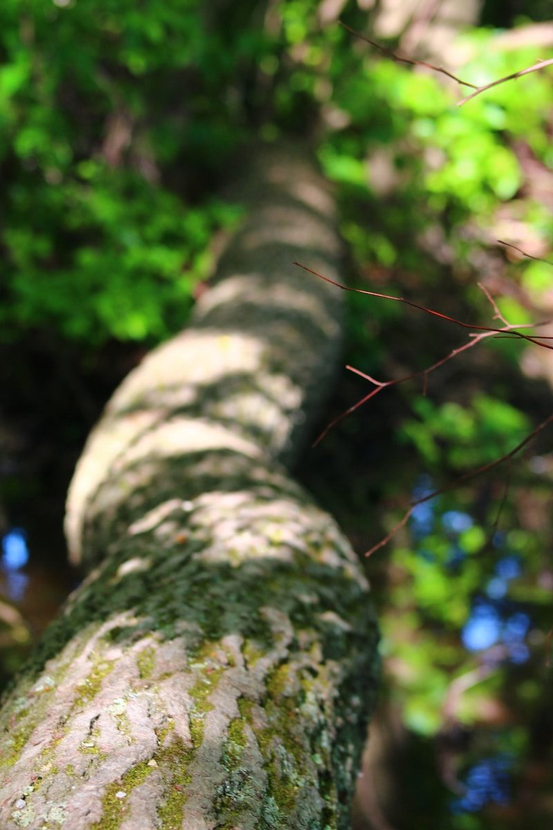 a moss covered tree trunk in a forest