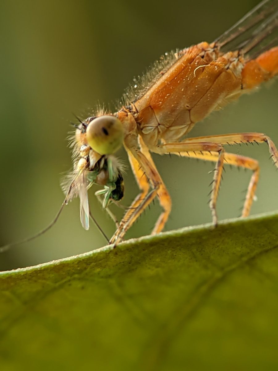 A damselfly eating a small insect on a leaf