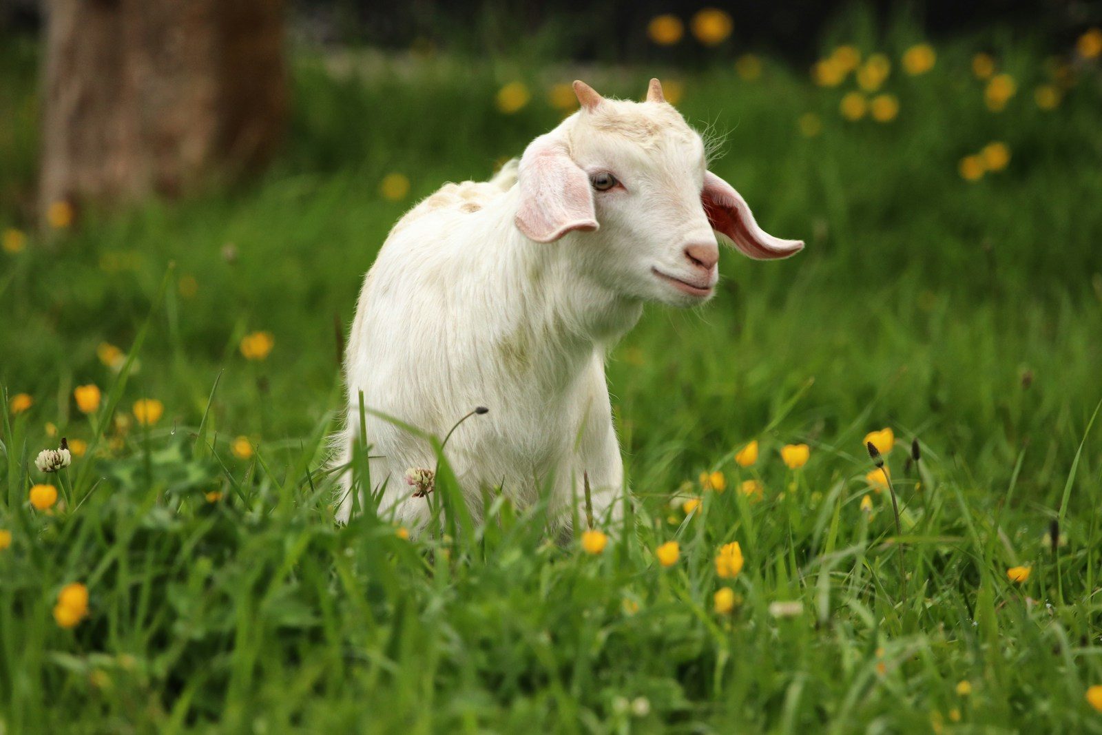 More goats work the riverbank in Mishawaka - 95.3 MNC