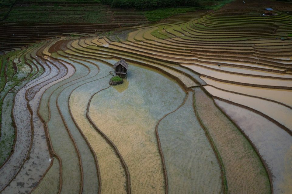 Terraced rice fields with a small hut in the water