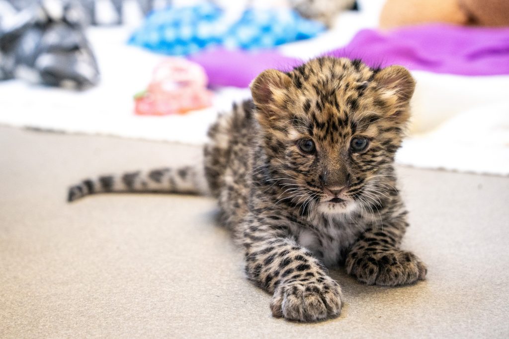 Potawatomi Zoo celebrates birth of endangered Amur leopard cub - 95.3 MNC